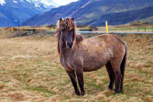 Icelandic horse-9344